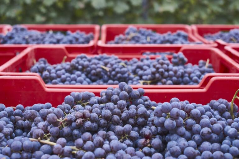 Microvinificación vs. Vinificación tradicional