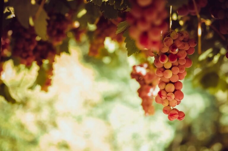 Los desafíos técnicos del blend de terroirs