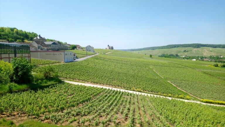 El suelo, el clima y las uvas que definen su carácter