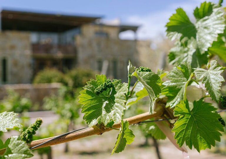 La altitud, las temperaturas frías y la mineralidad del Valle de Uco generan vinos base tensos y puros, un entorno perfecto para la filosofía de Cruzat.