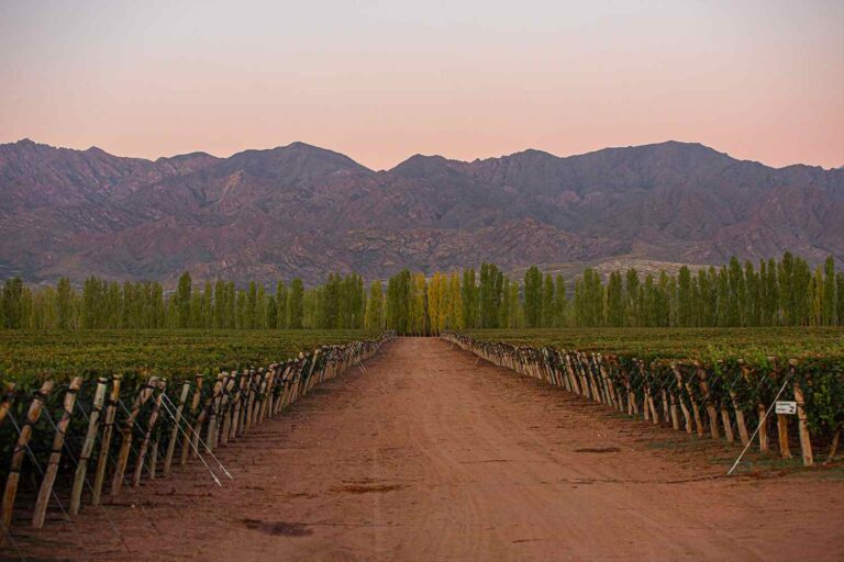 Viñedos en El Cepillo, Valle de Uco, Mendoza, origen de vinos Gran Enemigo de Bodega Aleanna