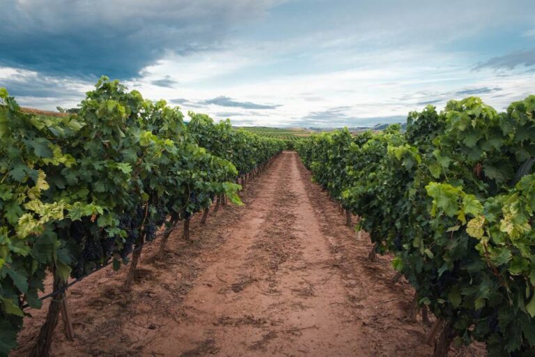 Filas de viñedo con camino central que representan la producción de vinos de edición limitada y pequeña escala