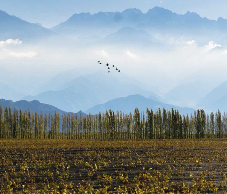 Viñedos de altura de Catena Zapata frente a la Cordillera de los Andes en Mendoza.