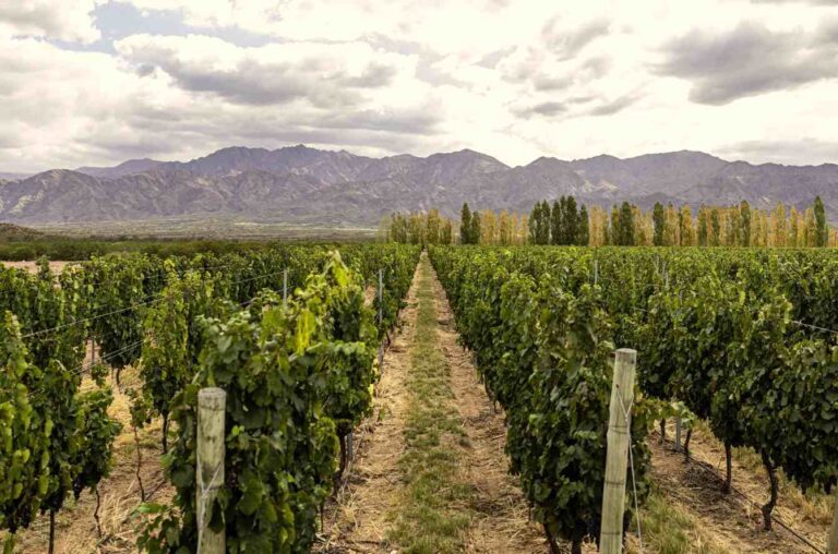 Viñedo de Luca en Gualtallary, Valle de Uco, con hileras de vides y la Cordillera de los Andes de fondo.