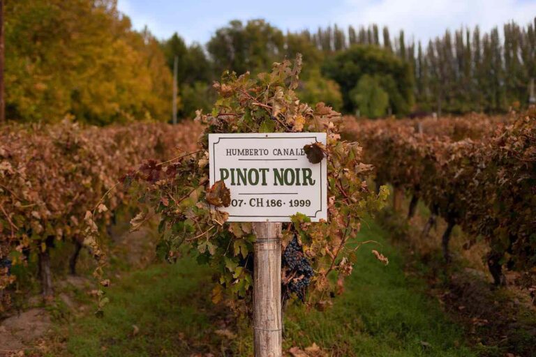 Viñedo de Pinot Noir de Bodega Humberto Canale en el Alto Valle de Río Negro, Patagonia.